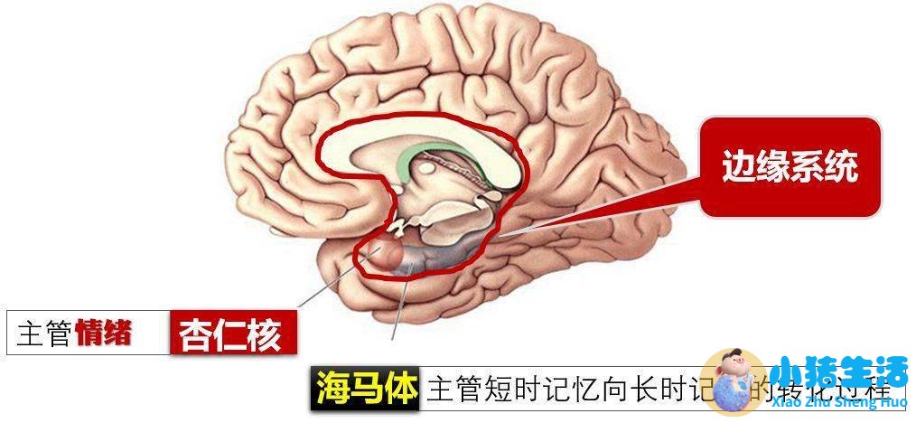 0至3岁幼儿早期教育