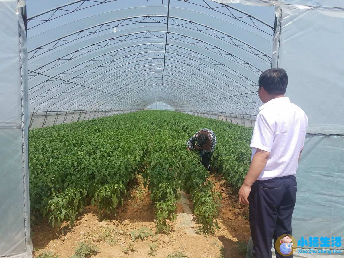 藏雪莲的功效与作用及食用方法
