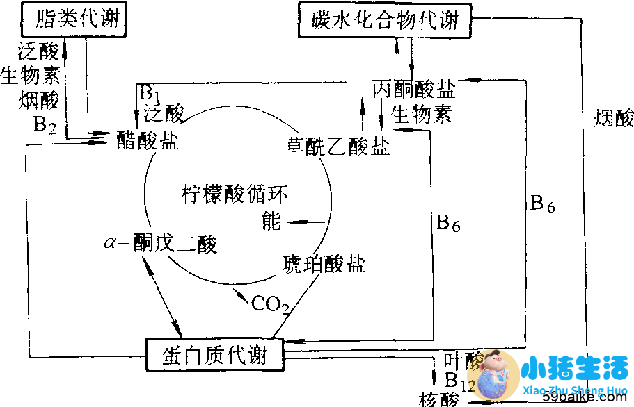 有关溶脂性维生素海报