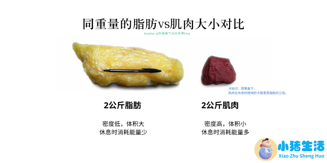 科学减肥健康吃
