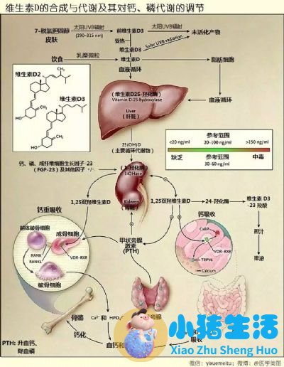 有关溶脂性维生素海报