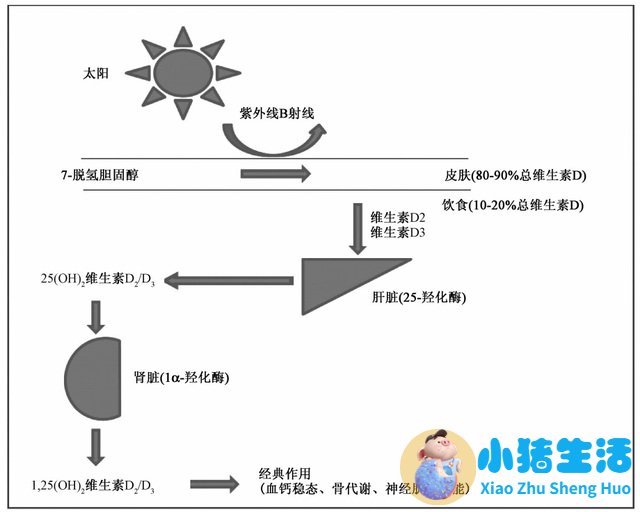 有关溶脂性维生素海报