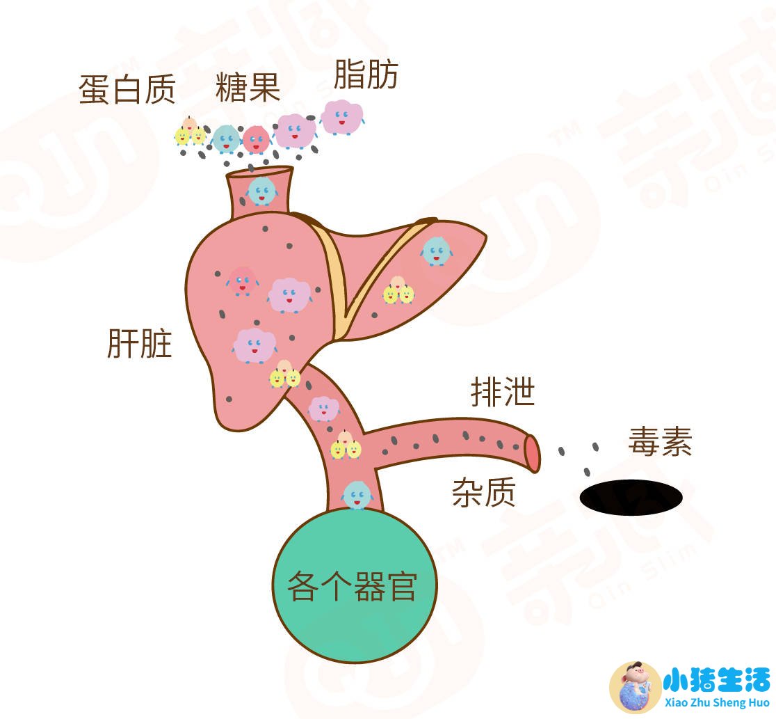 局部减肥有用吗?