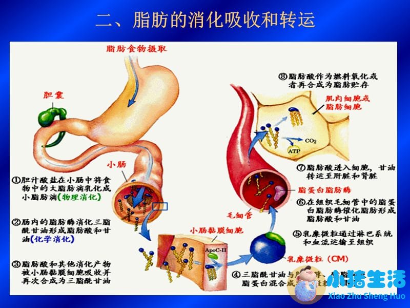 局部减肥有用吗?