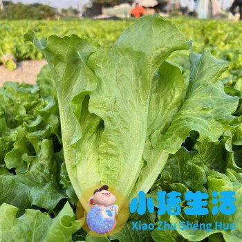 藏雪莲的功效与作用及食用方法
