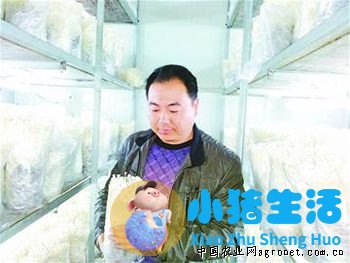 罗马生菜种植视频