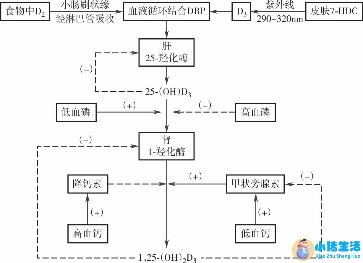 有关溶脂性维生素海报