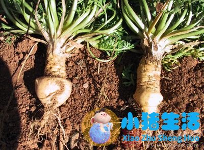 中药三七粉的食用方法