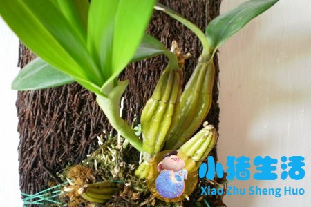 鼓槌石斛的功效与作用及食用方法