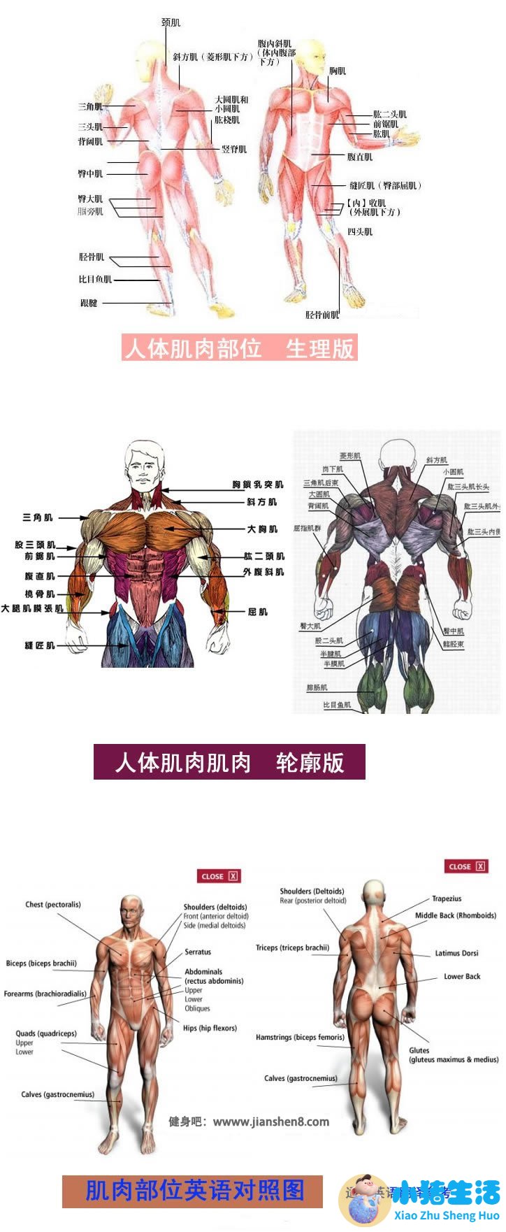 人体肌肉解剖图