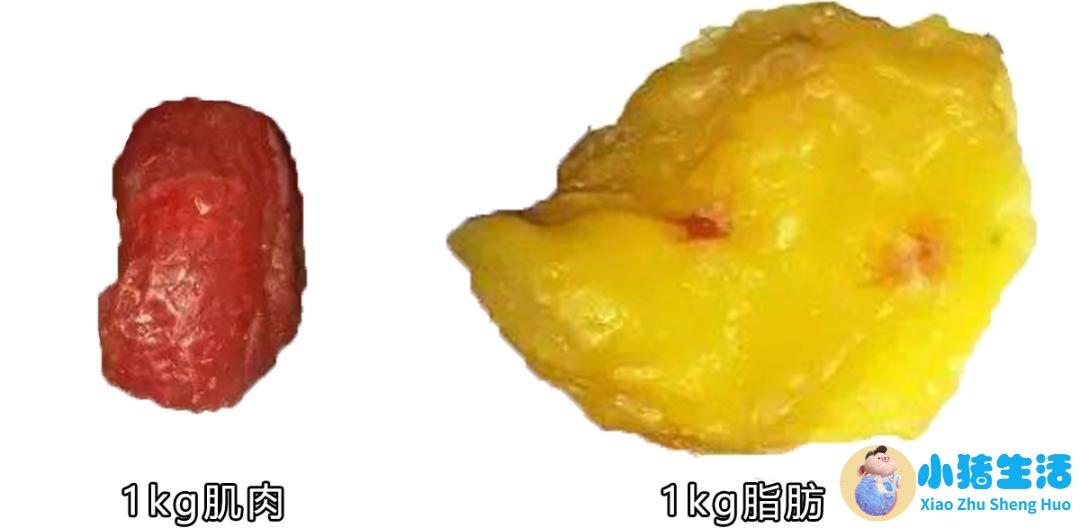 女生健康减肥方法