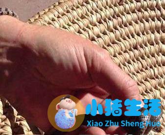 澳洲男子看幼蛇痛苦，划开肚子后，发誓不养蛇了！