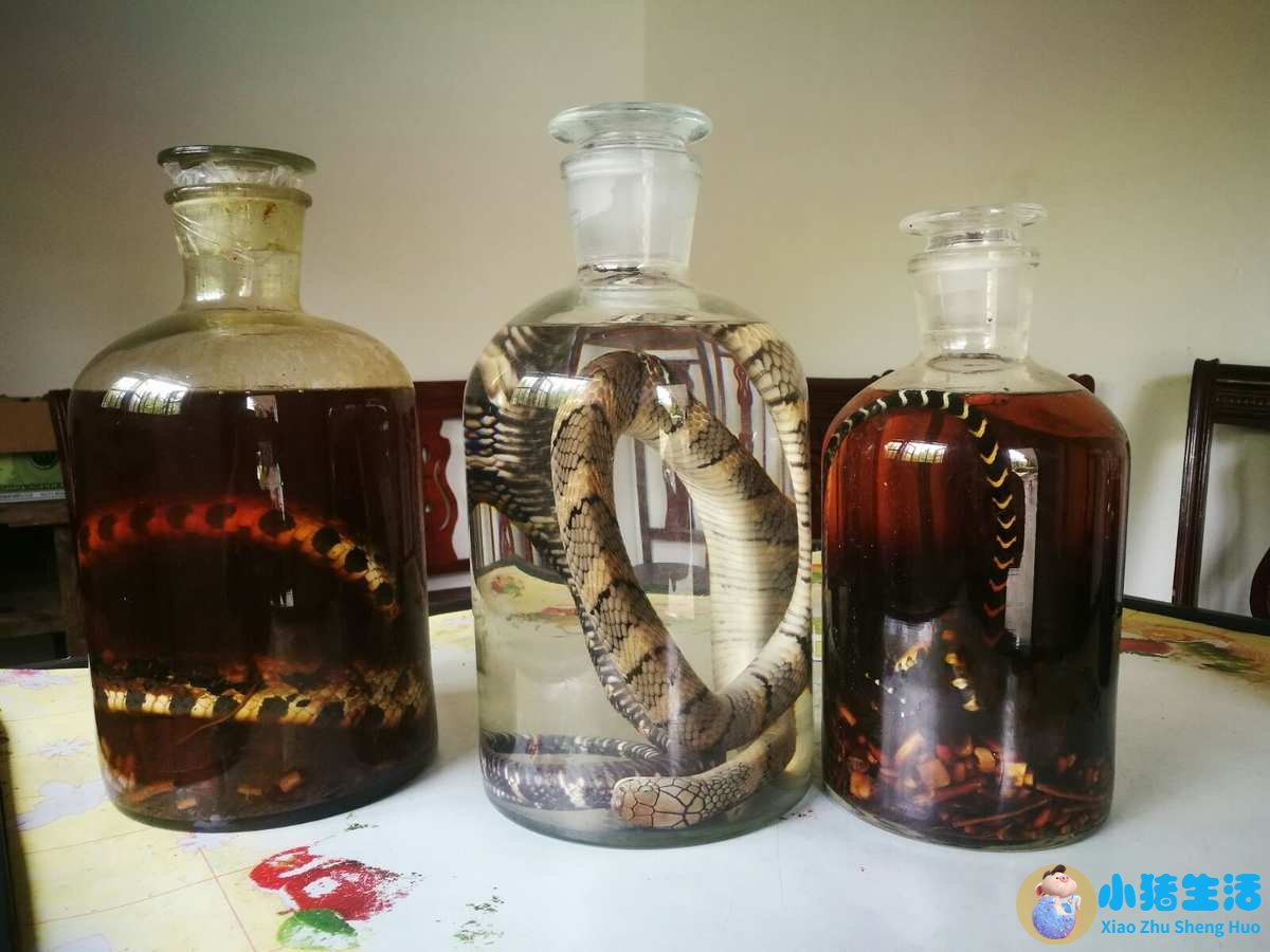 澳洲有哪些补肾药
