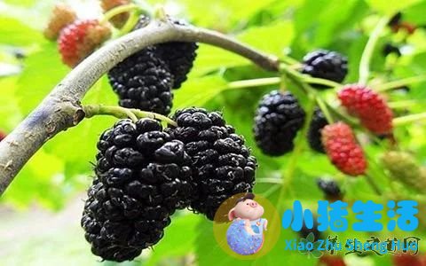 秋天吃什么食物养生