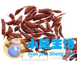 香附的功效与作用