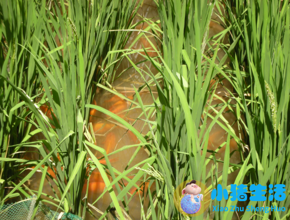 健康生活百科小常识