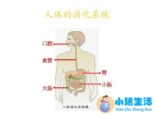 健身健康饮食面包类