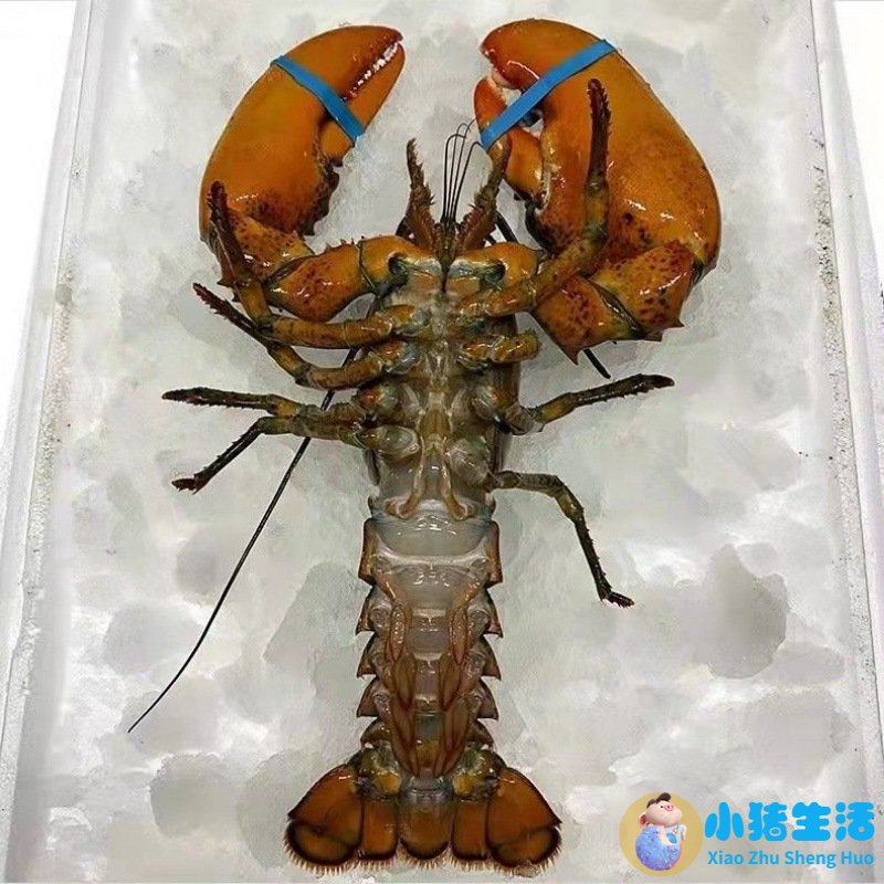 小孩子早期教育