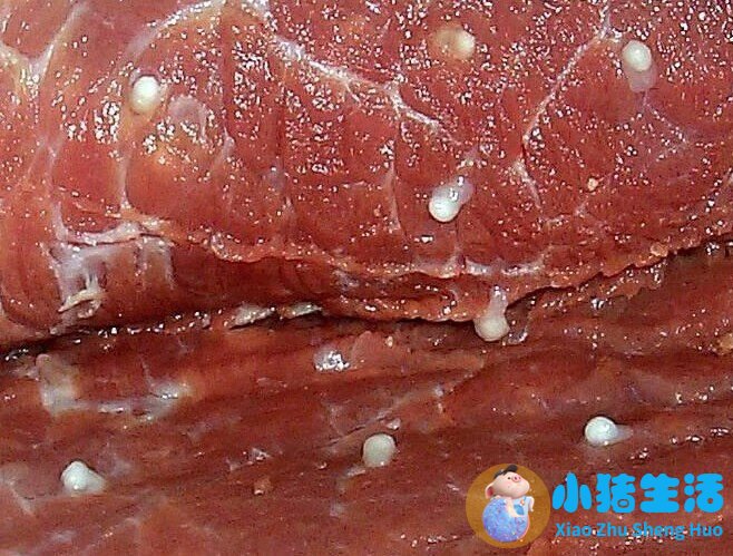 米猪肉肥肉上有米粒吗
