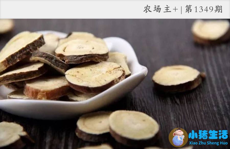 男人冬季养生固精补肾食物排行