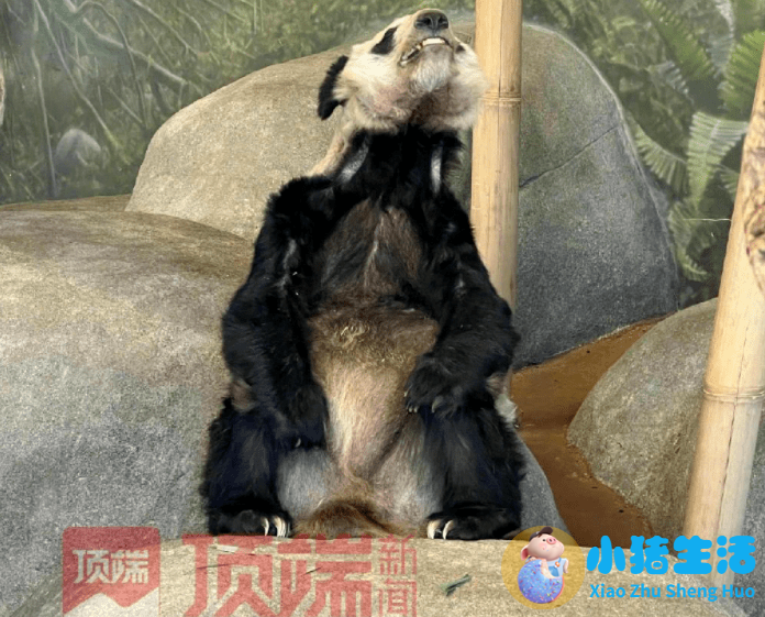 国产奶粉最新事件曝光