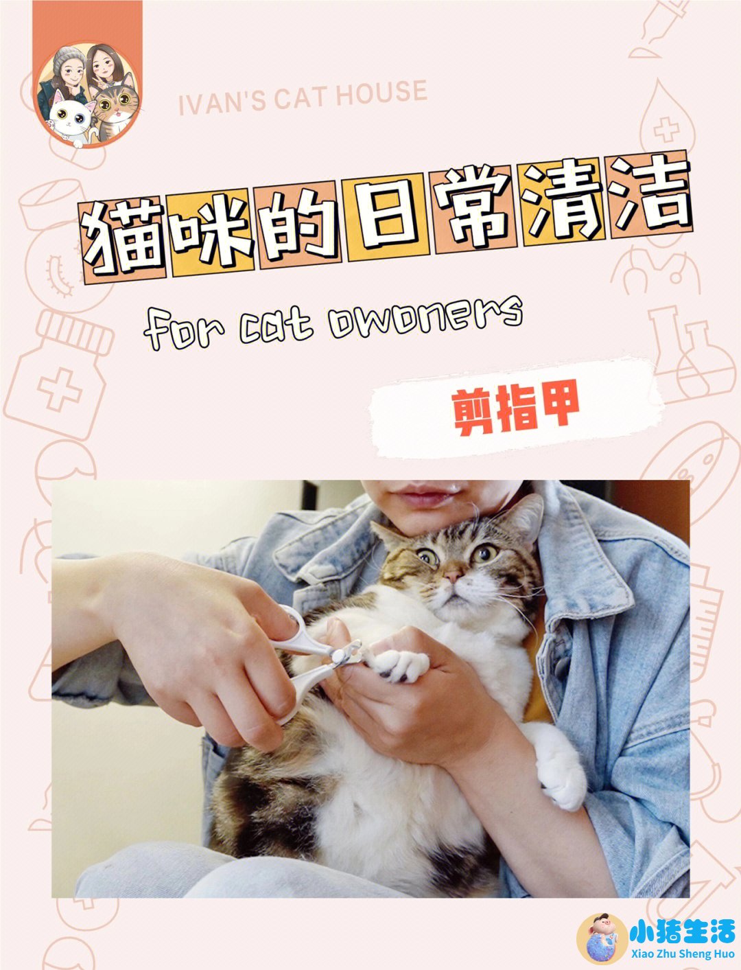 猫什么时候可以剪指甲