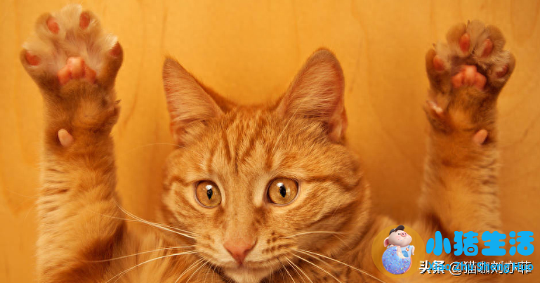 猫什么时候可以剪指甲