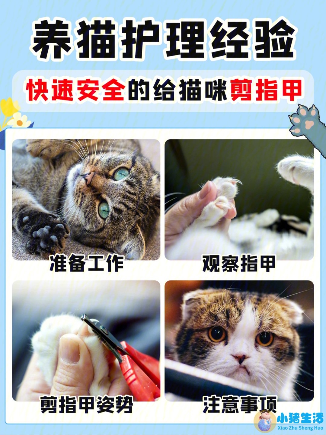 猫什么时候可以剪指甲