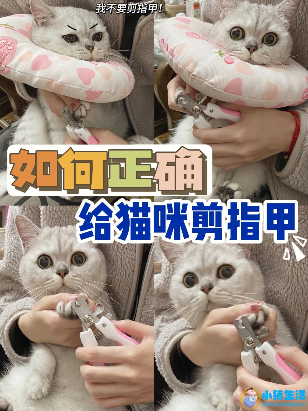 猫什么时候可以剪指甲