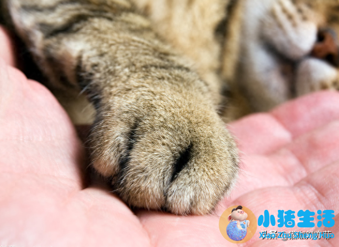 猫什么时候可以剪指甲