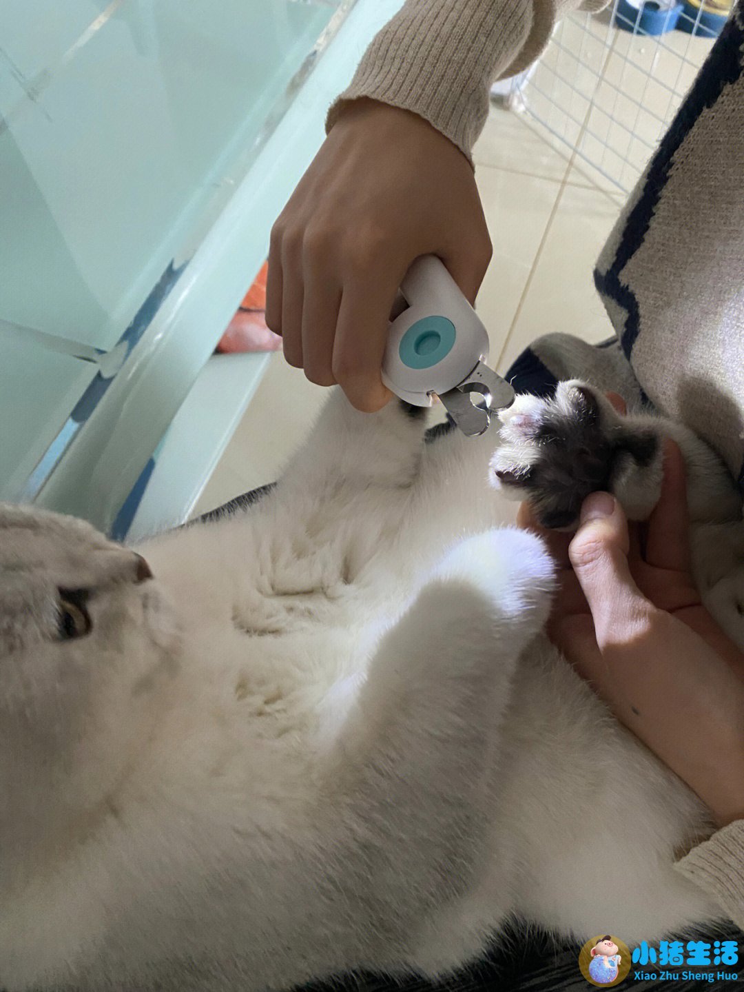 猫什么时候可以剪指甲