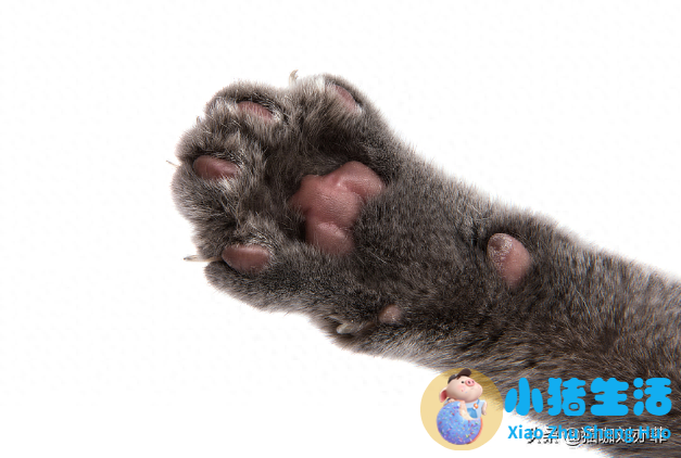 猫什么时候可以剪指甲