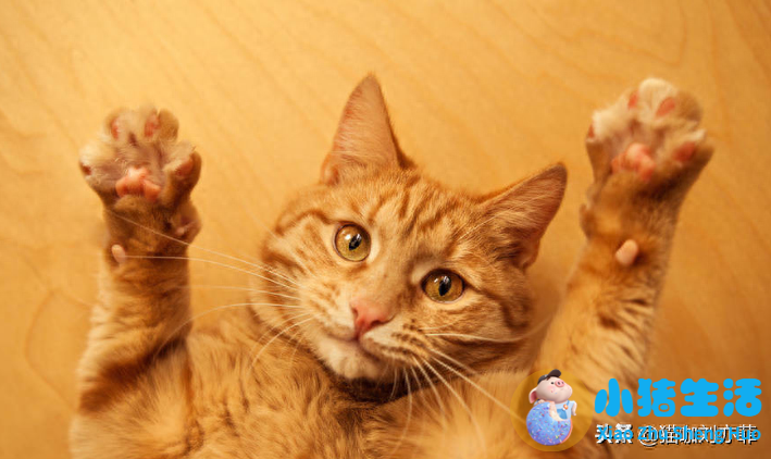 猫什么时候可以剪指甲