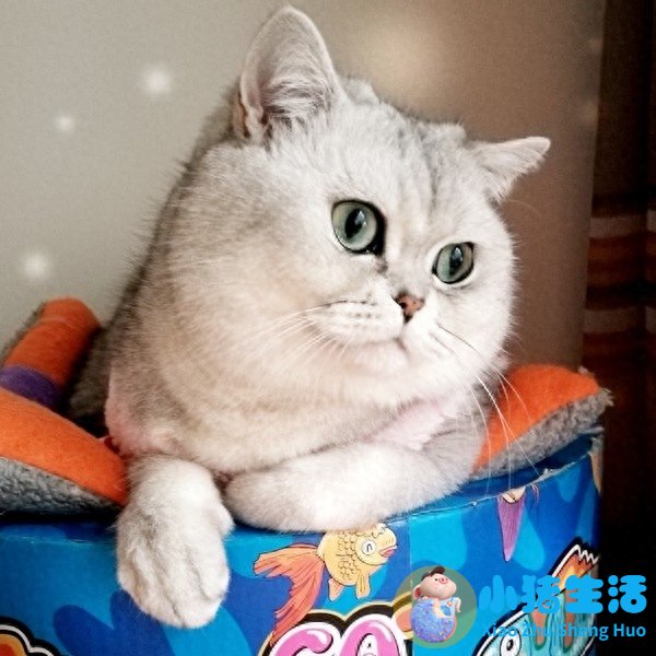 猫什么时候可以剪指甲