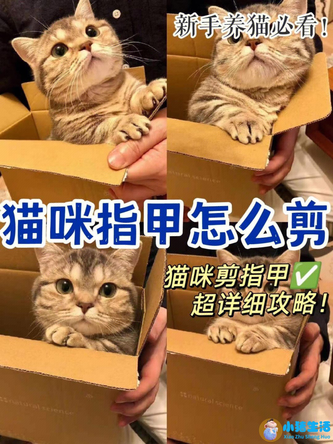 猫什么时候可以剪指甲