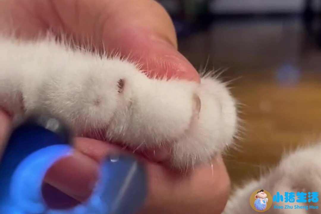 猫什么时候可以剪指甲