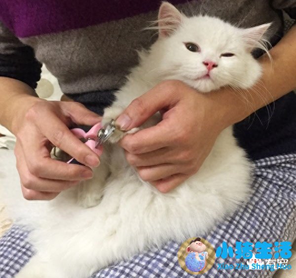 猫什么时候可以剪指甲