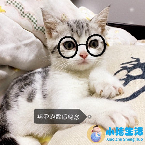 猫什么时候可以剪指甲