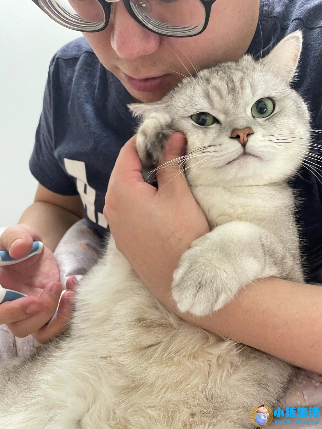 猫什么时候可以剪指甲