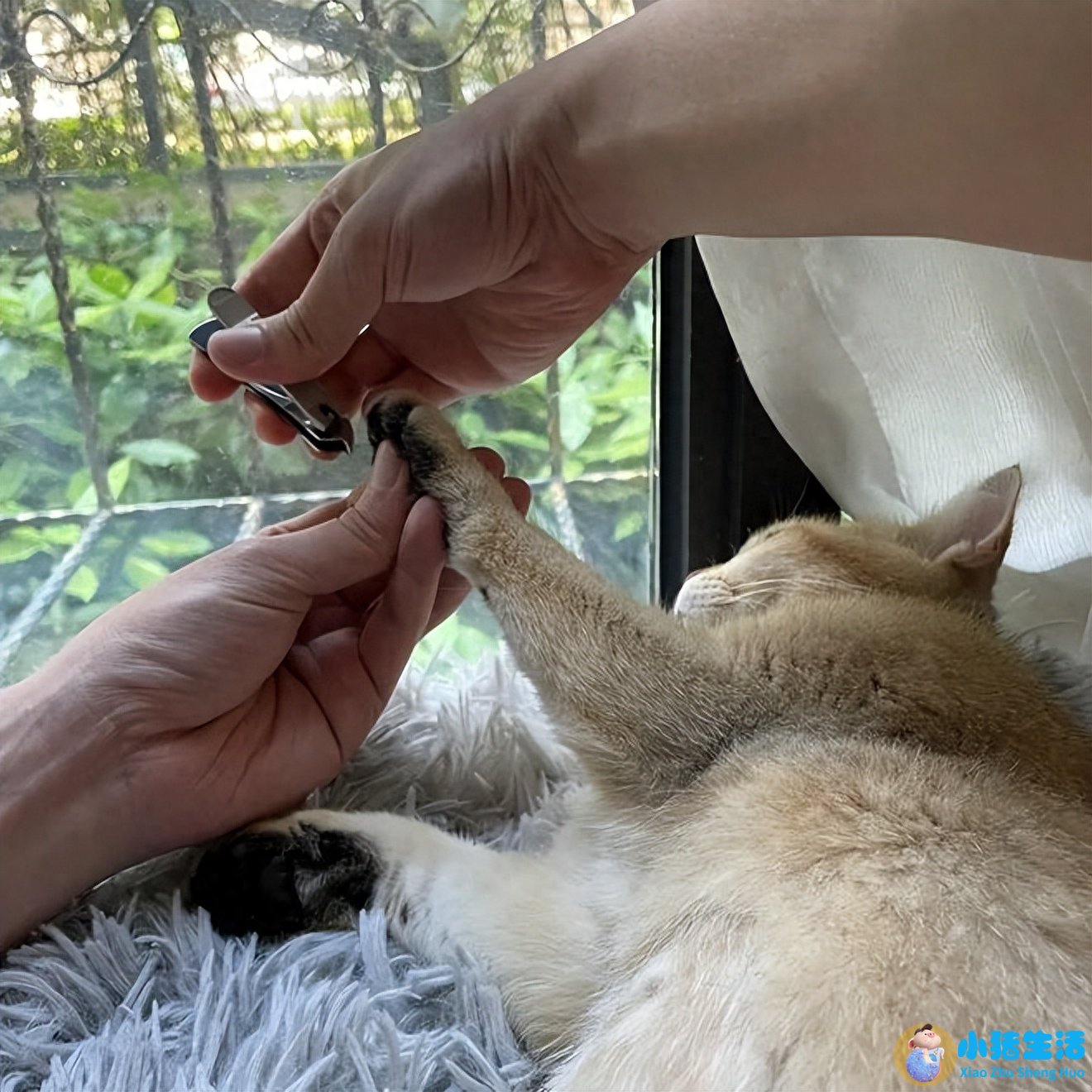 猫什么时候可以剪指甲