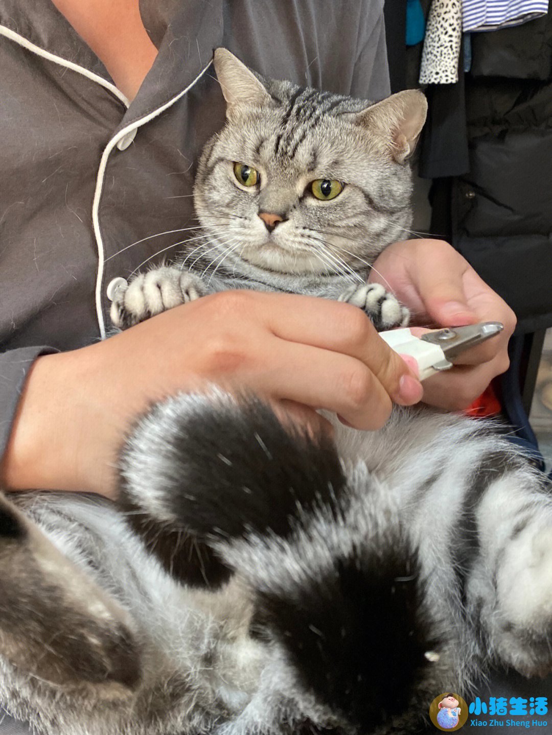 猫什么时候可以剪指甲