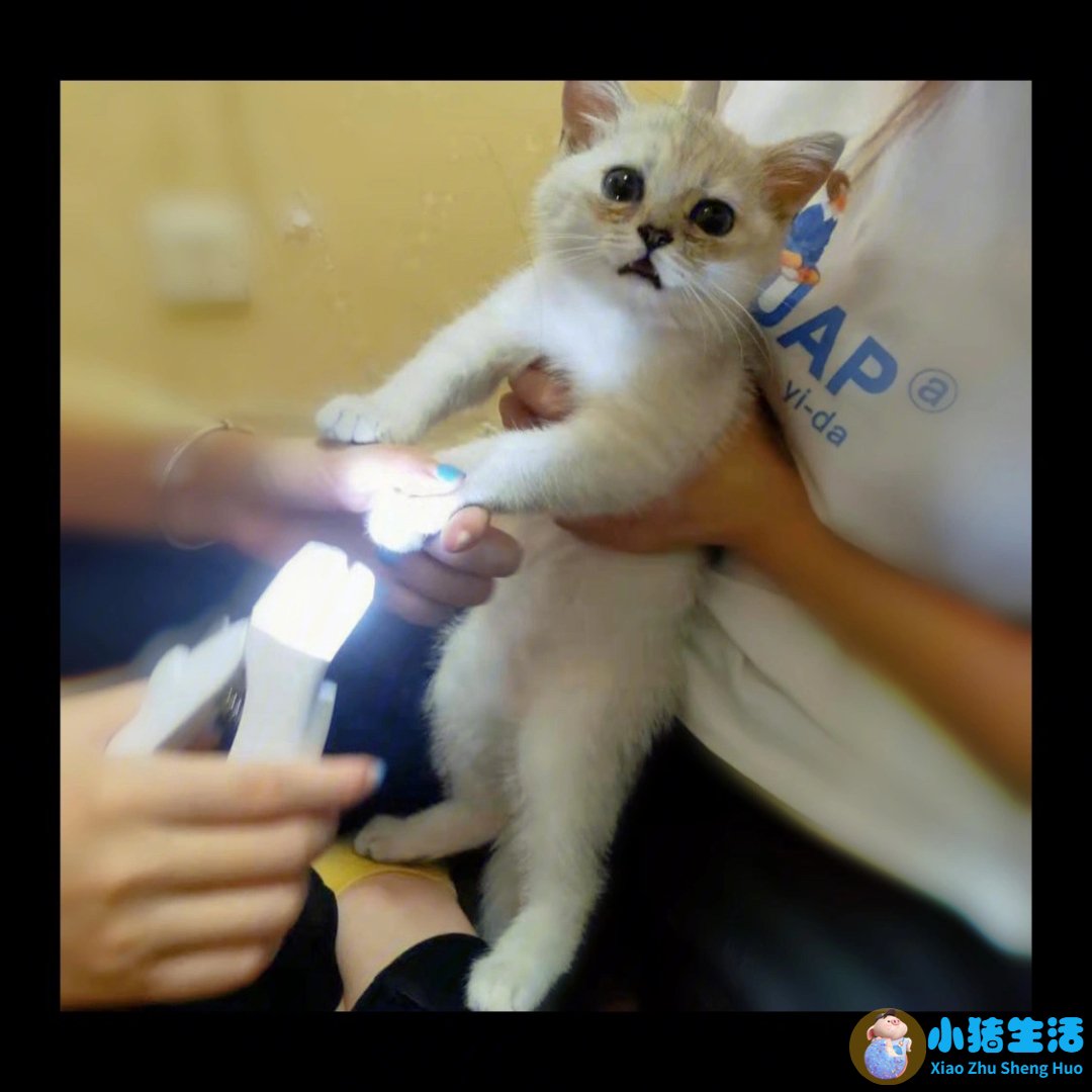 猫什么时候可以剪指甲