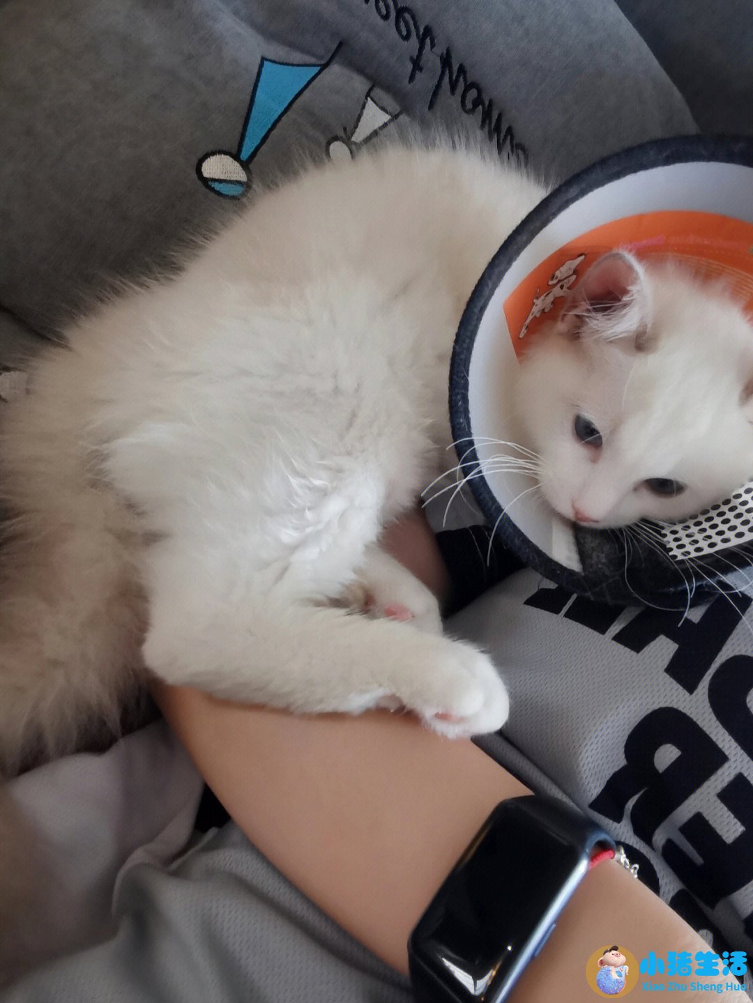 猫什么时候可以剪指甲