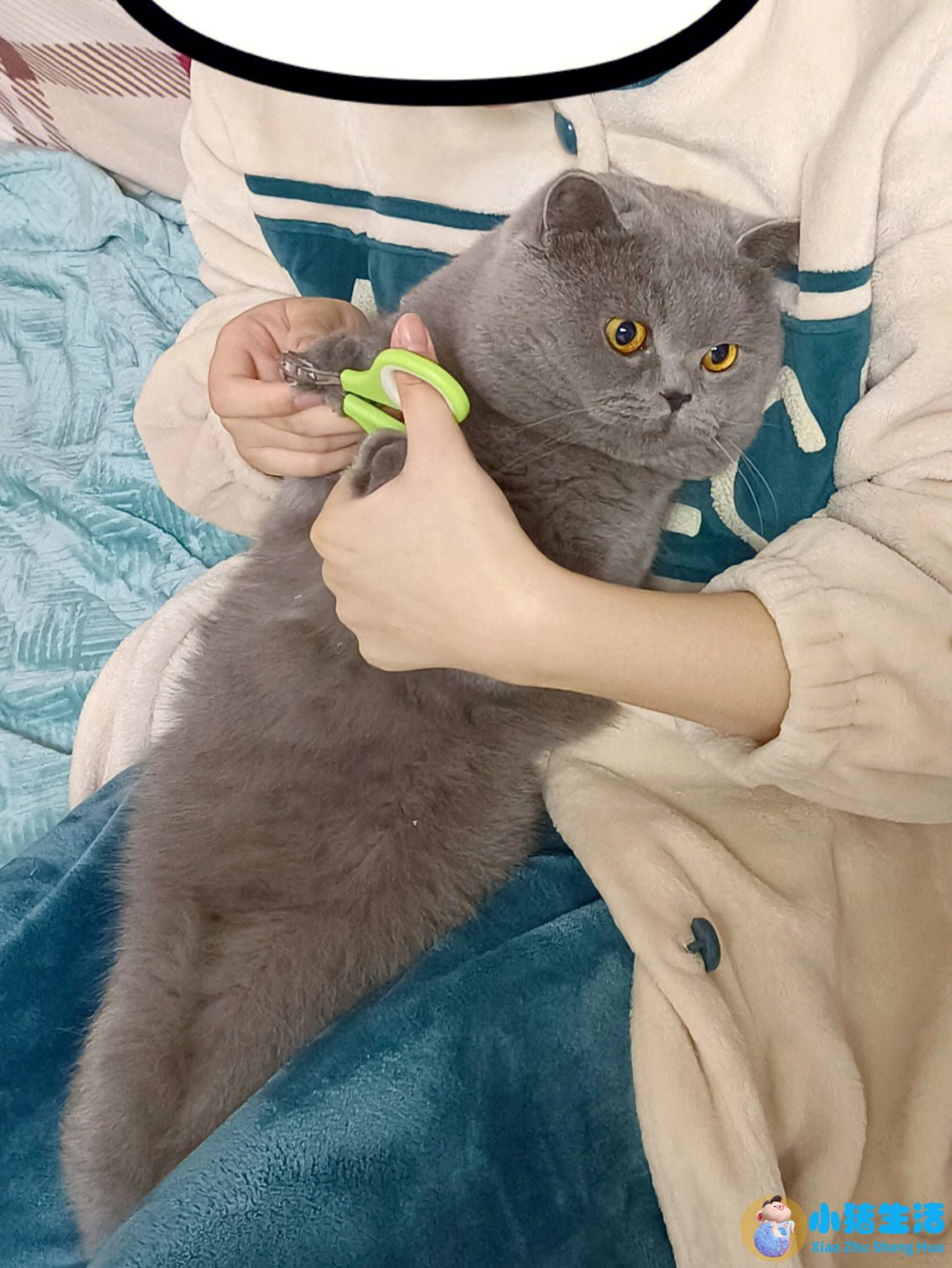 猫什么时候可以剪指甲