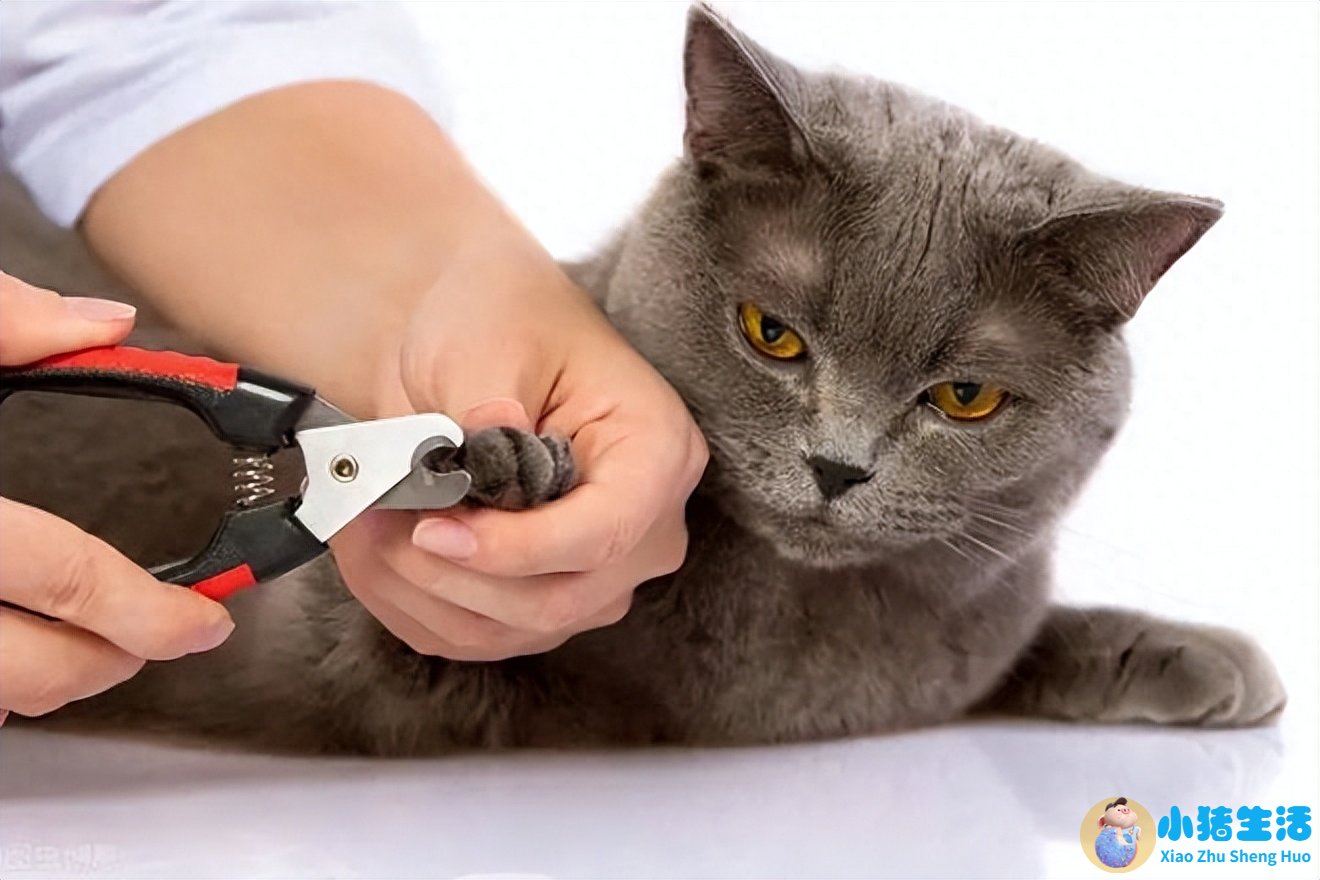 猫什么时候可以剪指甲