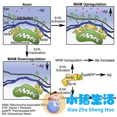 淀粉样变病的治疗方法