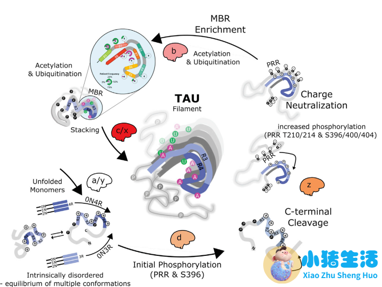 淀粉样变中药治疗方法