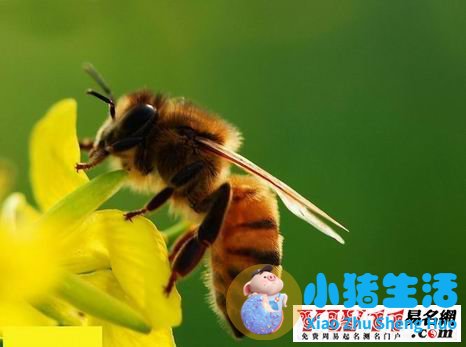 怀孕梦到蜜蜂生男生女