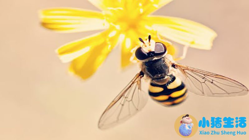 怀孕梦到蜜蜂生男生女