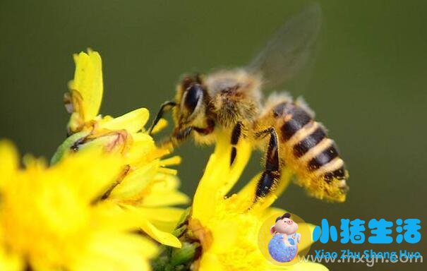 怀孕梦到蜜蜂生男生女